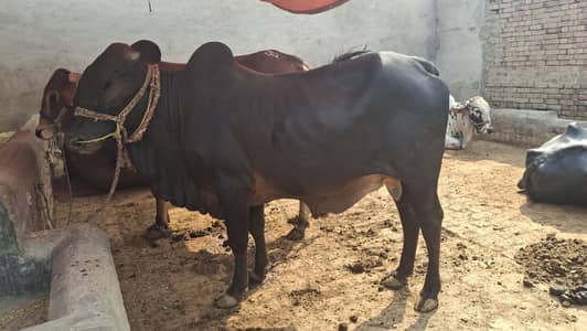 wacha / kata / vera / qurbani Bull / bull / cow / bachra