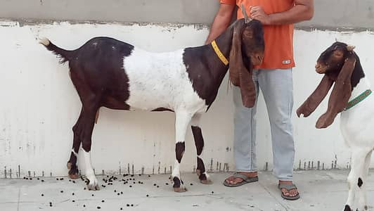 Kamori Pat Bakri