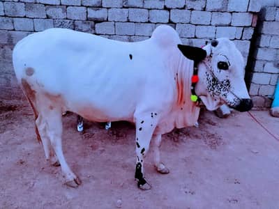 Qurbani wala bail Fateh Jangi nasal
