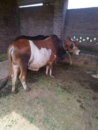 Bull for qurbani