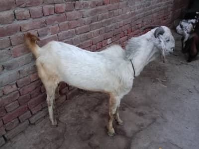 2dant khobsurat bakra  03048839342