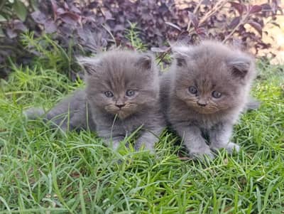 Persian Kittens Triple Coated Punch Face