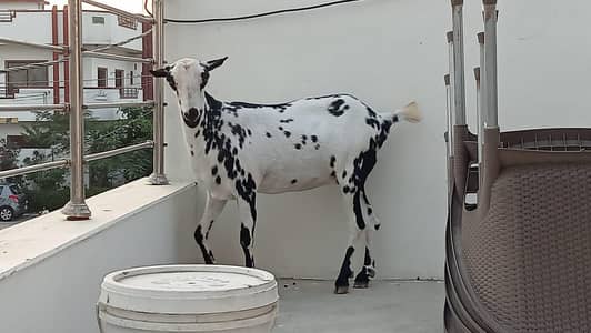 8 dant Teddi bakri