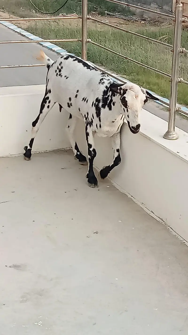 active Teddi bakri — photo 2