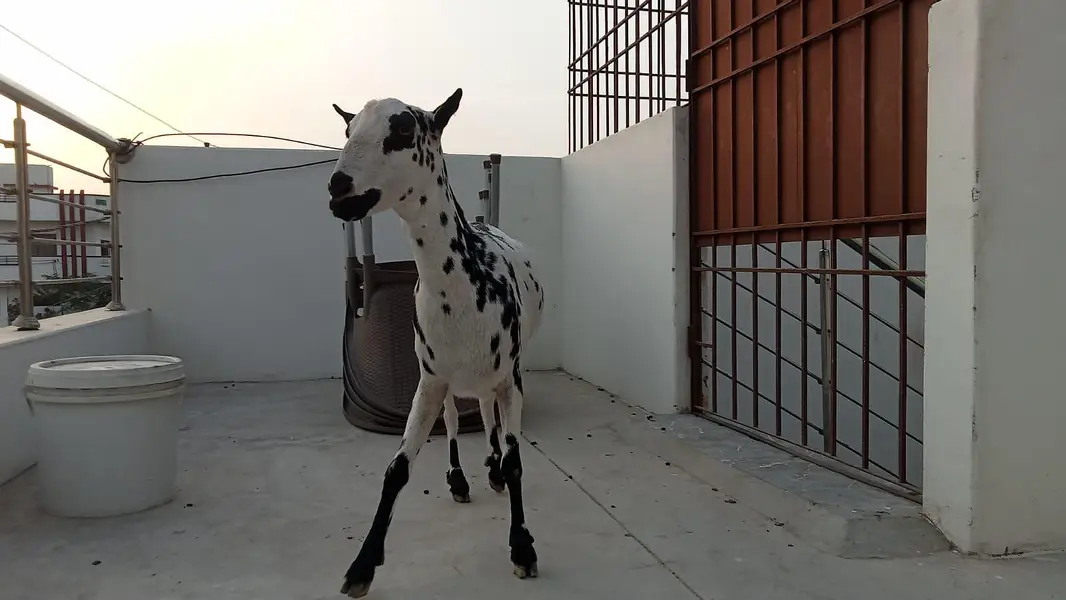 active Teddi bakri — photo 3