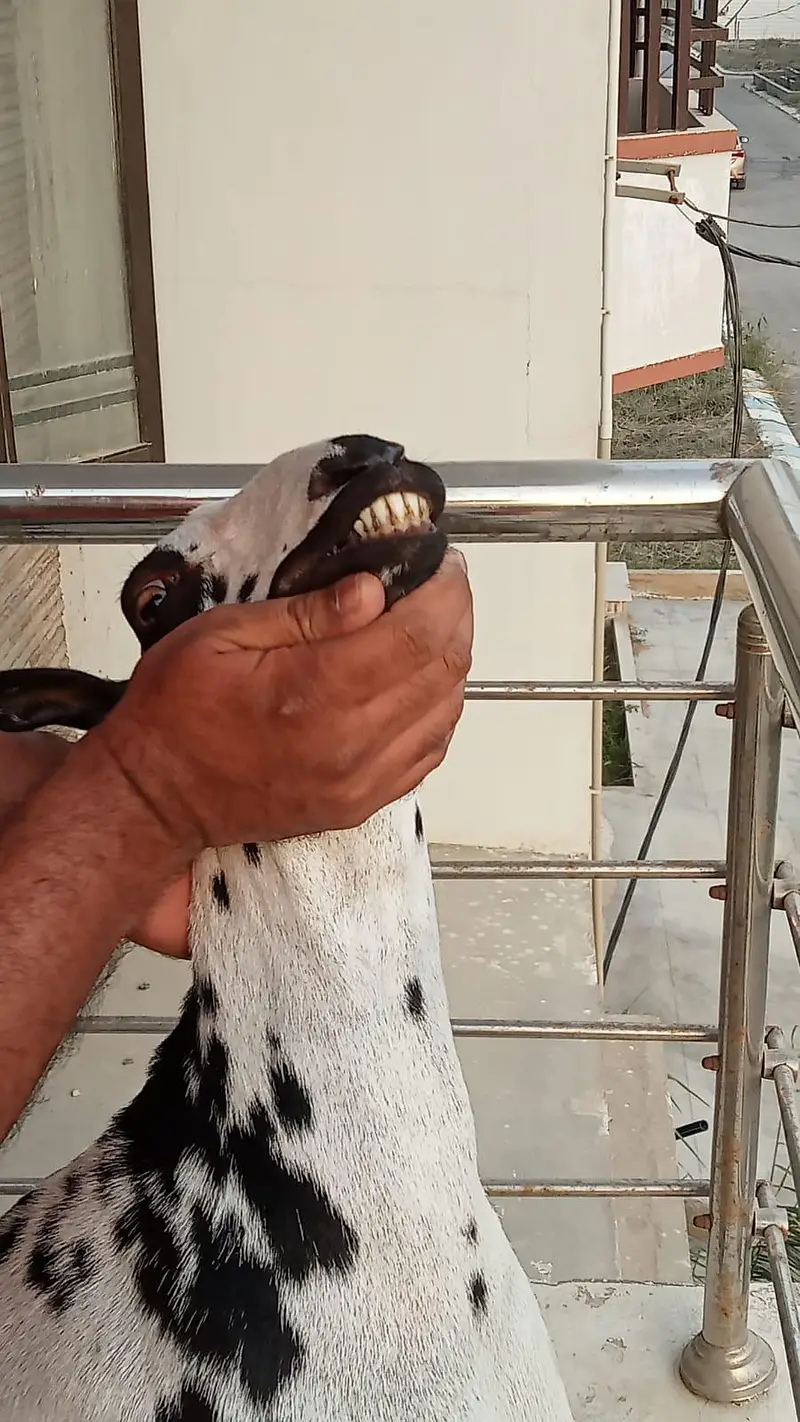 active Teddi bakri — photo 4