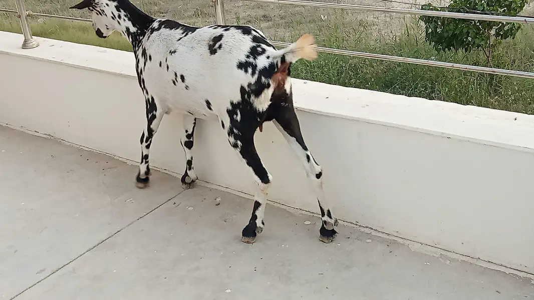 active Teddi bakri — photo 5
