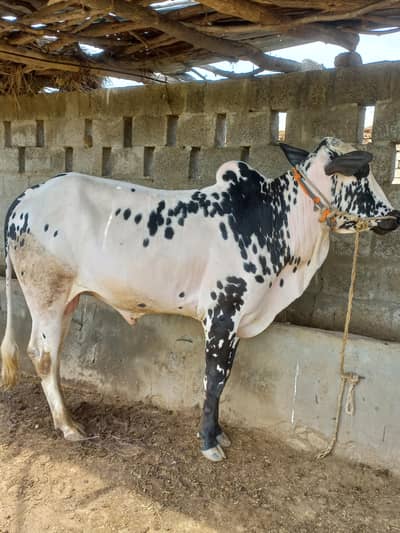 fatajangi bachra