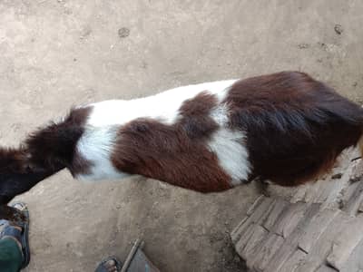 1 saal ka Bakra for sale for qurbani eid