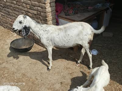Bakri for sale