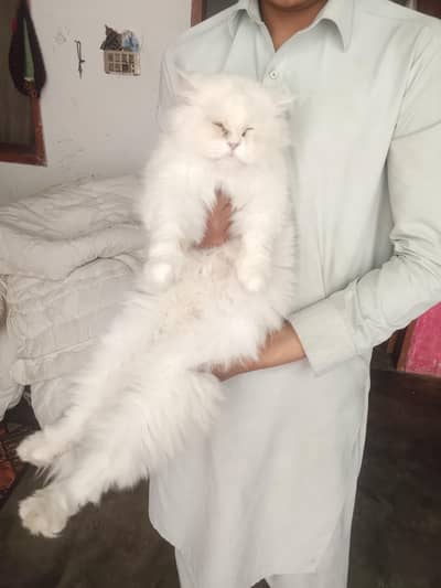 Cats for sale