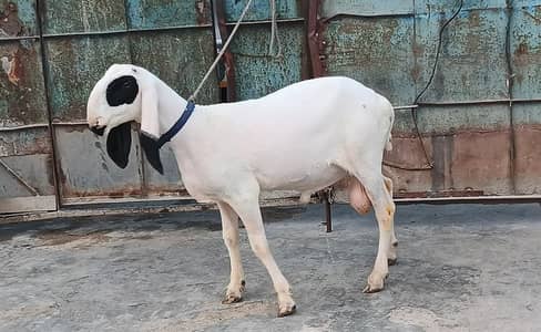 dumba kajla cross