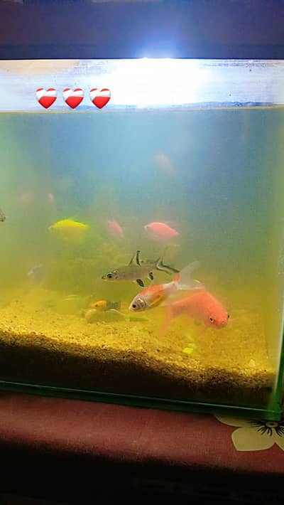aquarium with 14 fishes hein