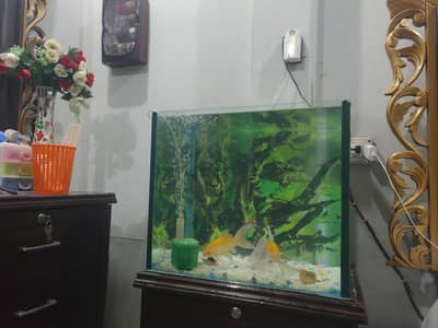 aquarium and two big fish