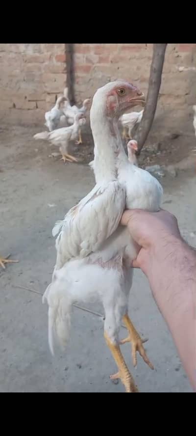 white aseel o shamoo chick's for sale