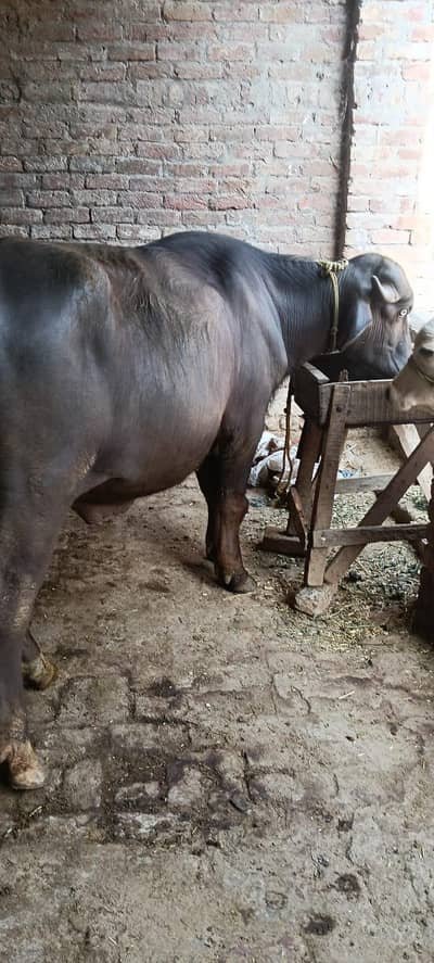 katta for sale | Qurbani animal for sale | Sale in Gujrat