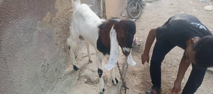 bakri or bakra
