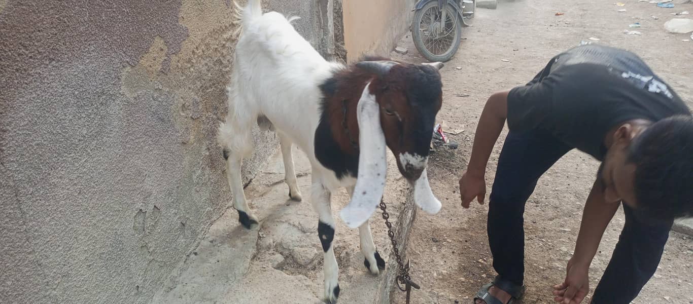 bakri or bakra 0