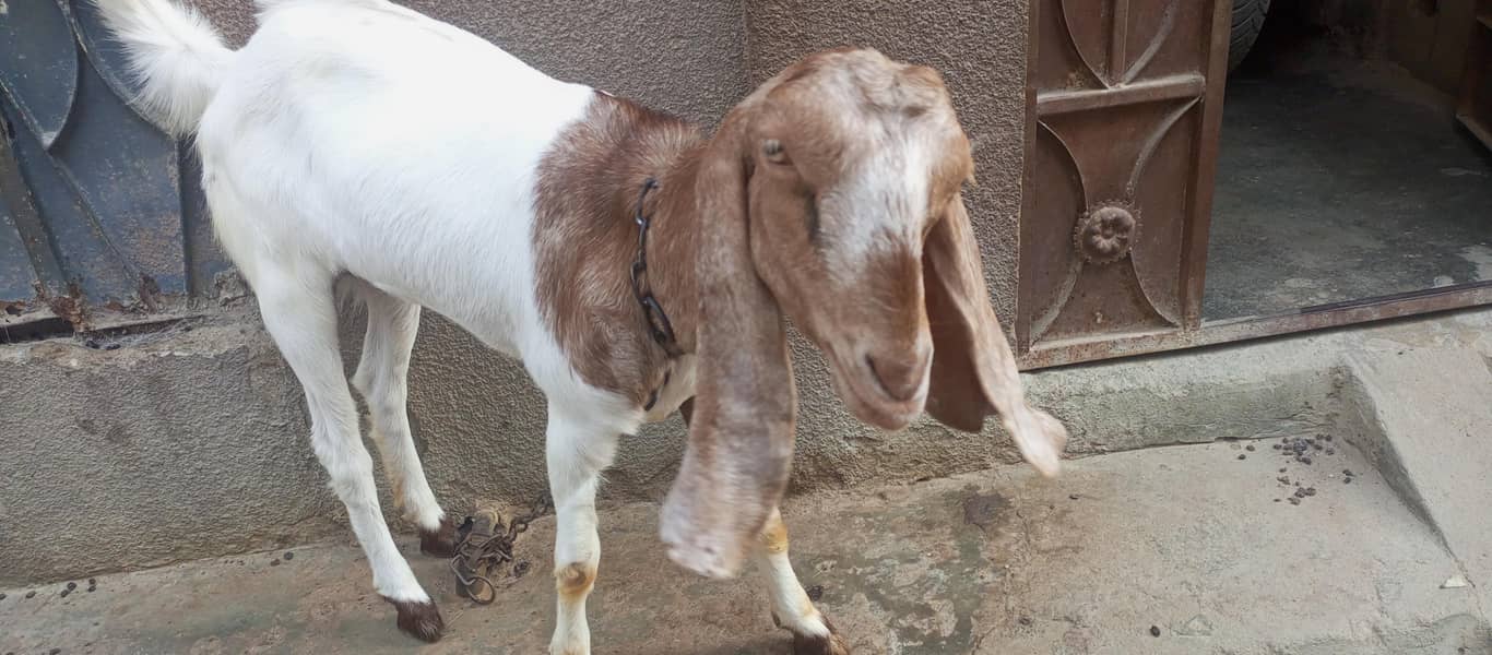 bakri or bakra 1