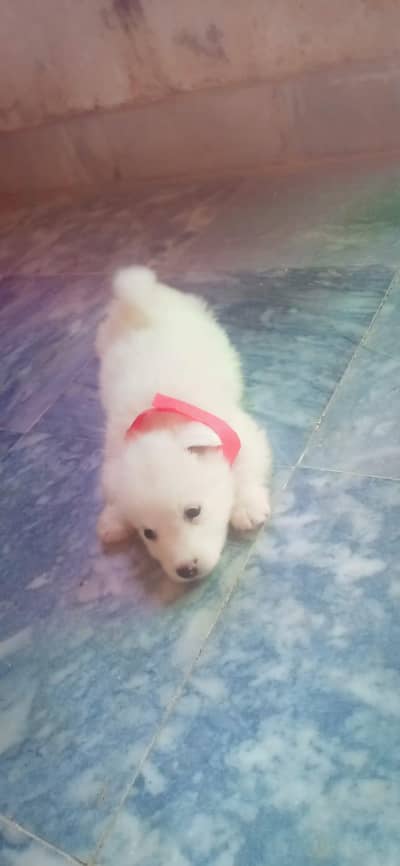 russian rousi pista puppy