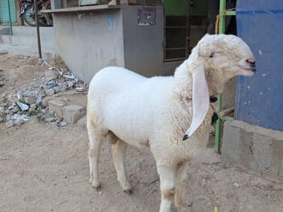 kajla pure white 2 dant