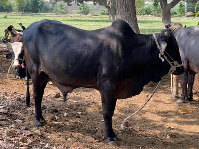 Black Bull