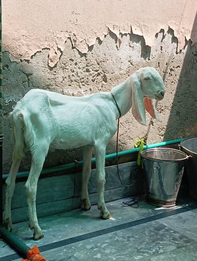 Pure Rajanpuri gulabi Bakray just 5 Month age for sale