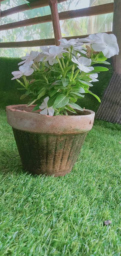 Plant name:SADA BHAR FOR sale