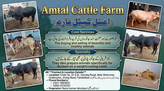 Qurbani Cow | Bulls for Sale | Bachra | Amtal Cattle\Farm Faisalabad