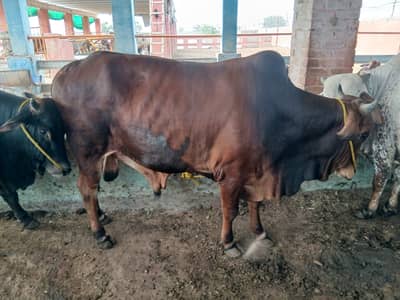 Qurbani Cow | Bulls for Sale | Bachra | Amtal Cattle\Farm Faisalabad