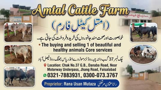 Qurbani Cow | Bulls for Sale | Bachra | Amtal Cattle\Farm Faisalabad