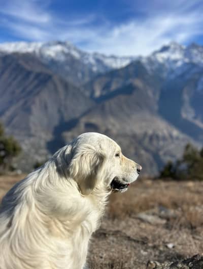 Golden Retriever Male available for Stud/Cross