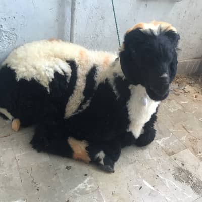 1  Dumba (sheep)