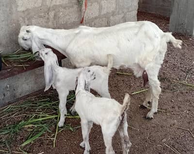 nagra bakri