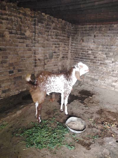 Goat 90000