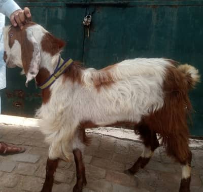 3 Bakry for sale only 170000
