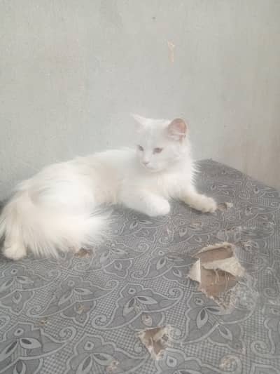 White pershion male cat