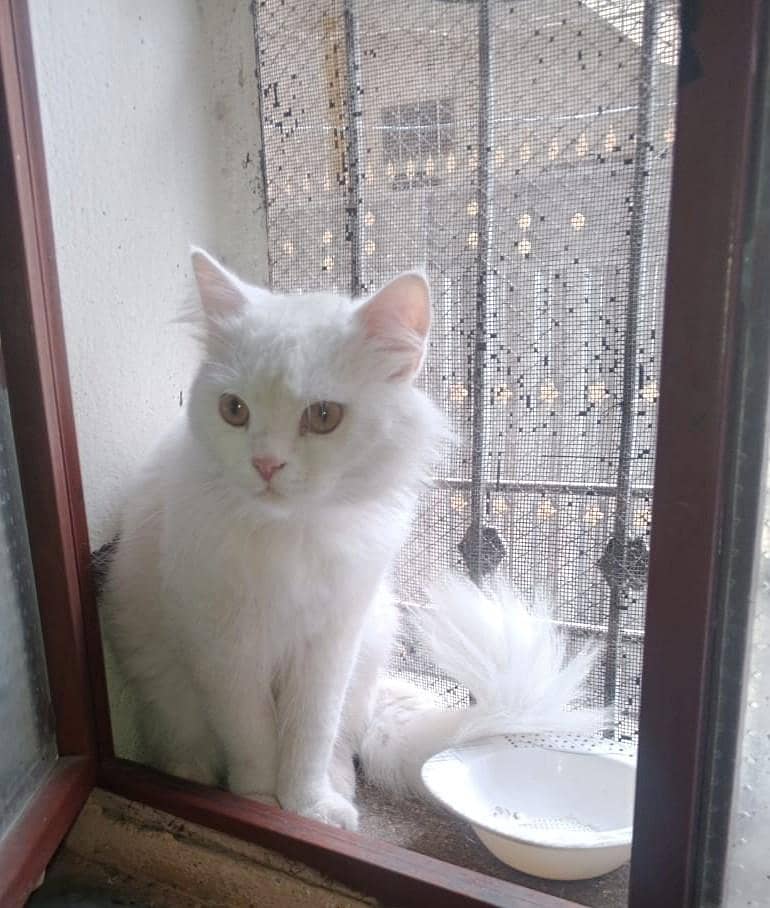 Russian Cat 0