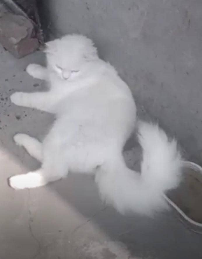 Russian Cat 1