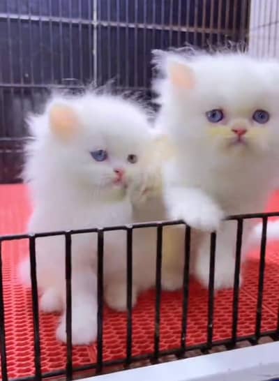 persian little cat good health
