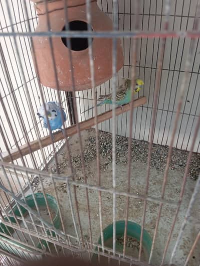 Budgies Male (Hogoromo Double And Single Flower)