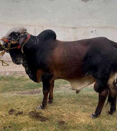 Qurbani Bull | Bachra | Wacha | 2 Dant Bull | Bull For sale