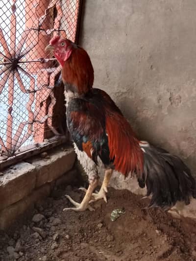 aseel murga . . . contact number 03330031118 .