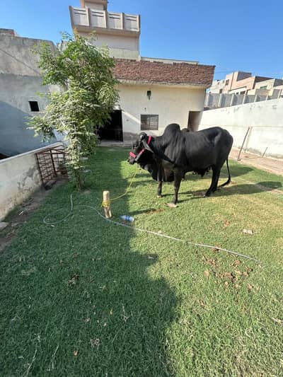 Qurbani Bull | Bachra | Wacha | 2 Dant Bull | Bull For sale