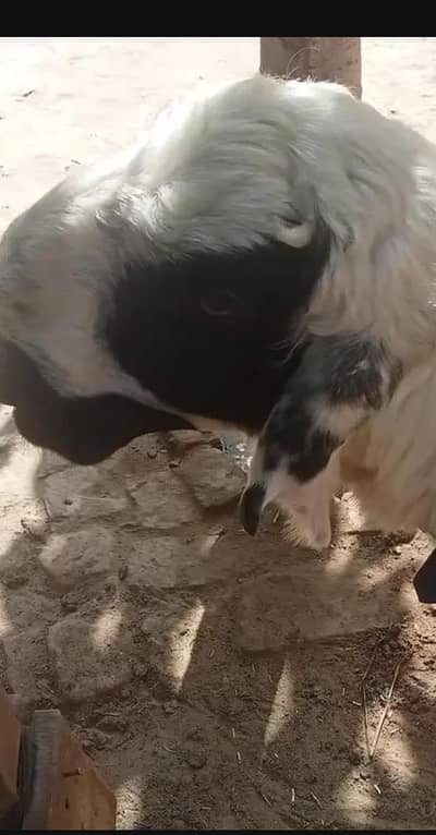 Chtraa for qurbani