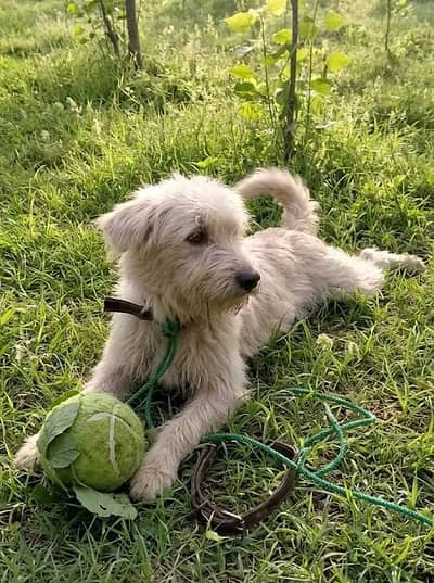 scruffy dog