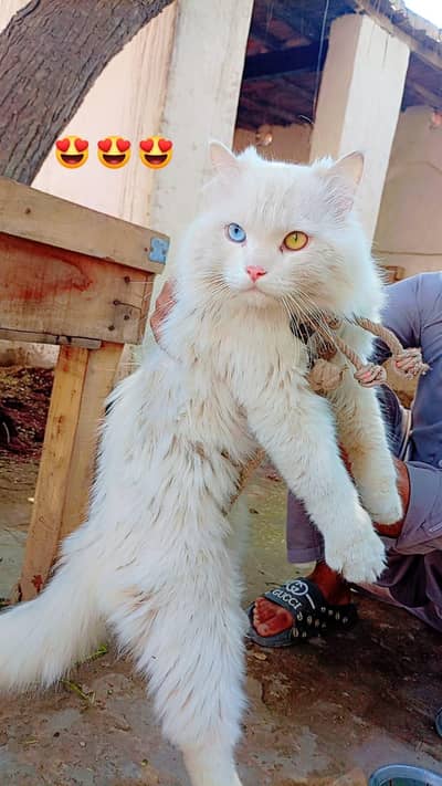 cats male