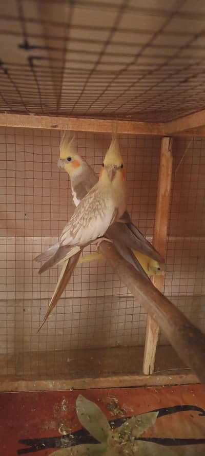 brider pair full active