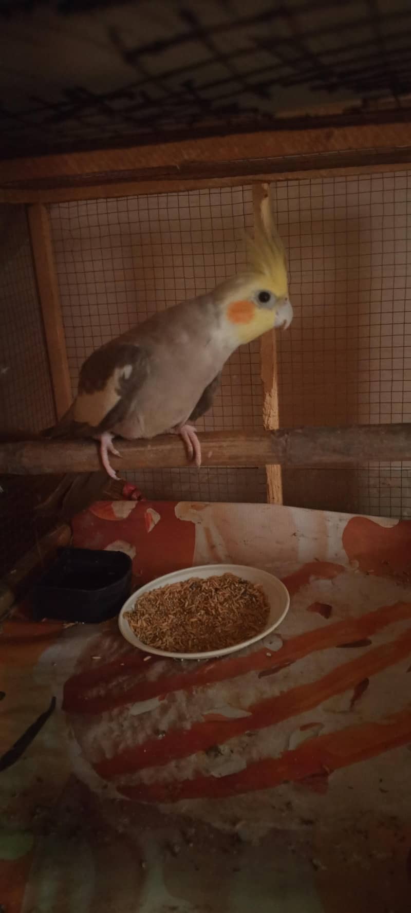 brider pair full active 2