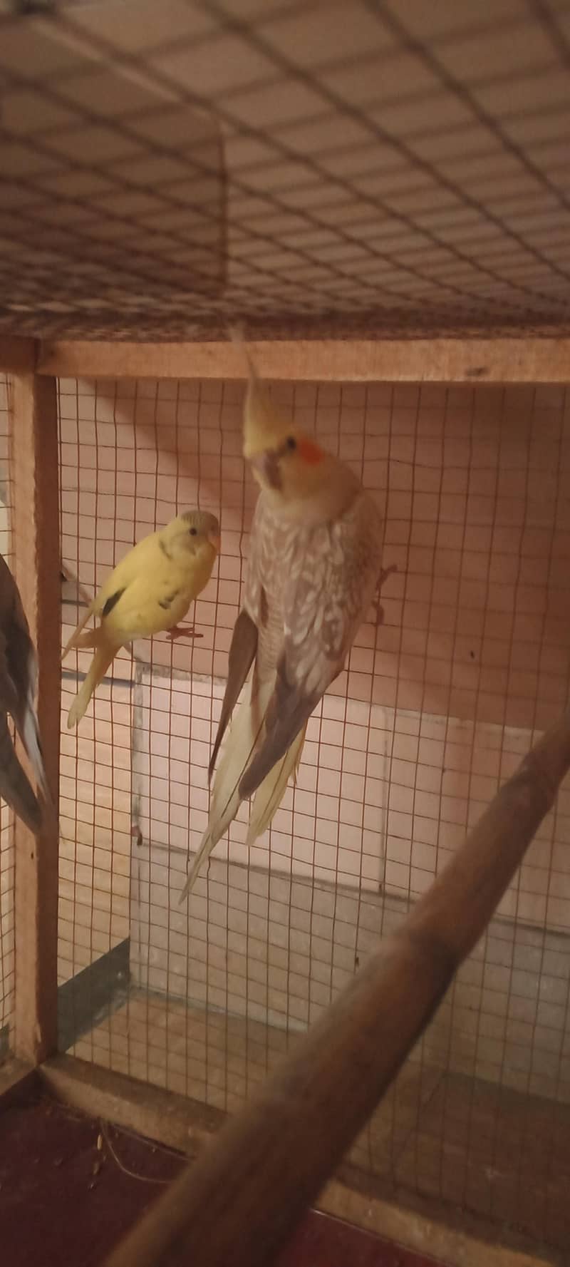 brider pair full active 3